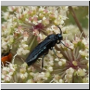 Arge gracilicornis - Blattwespe 02.jpg